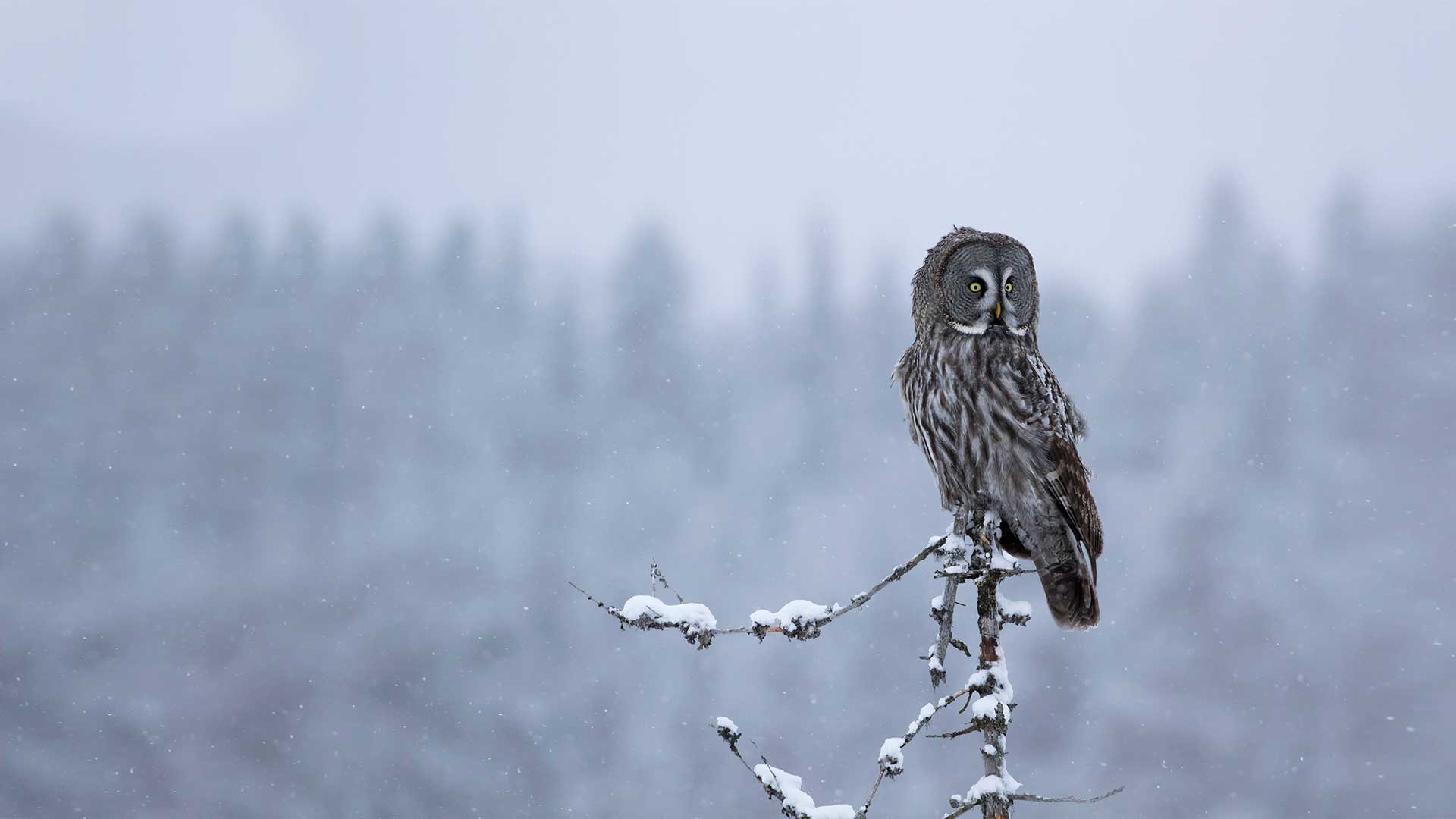 Leeuw effectieve leider
