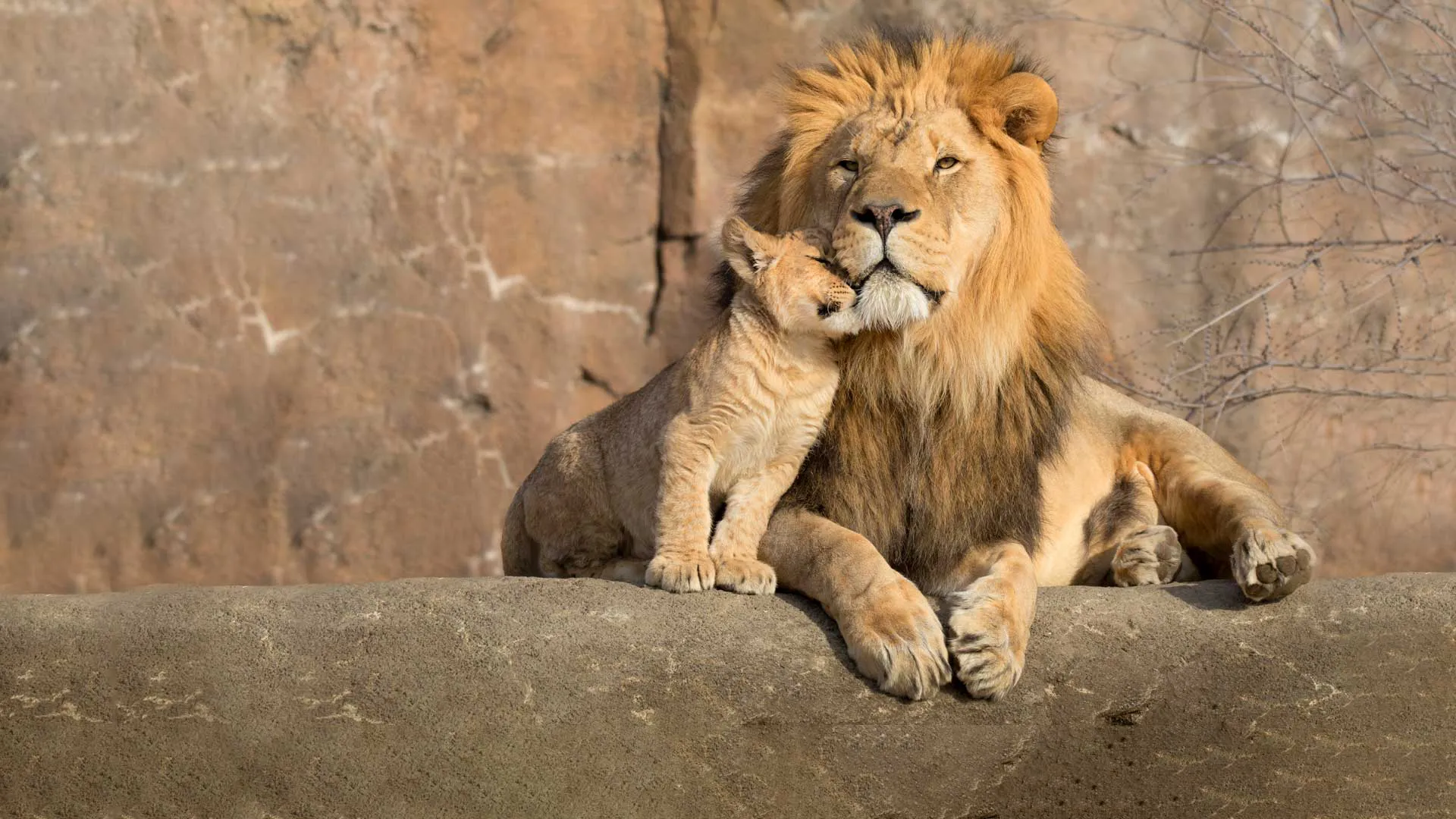 Leeuw effectieve leider