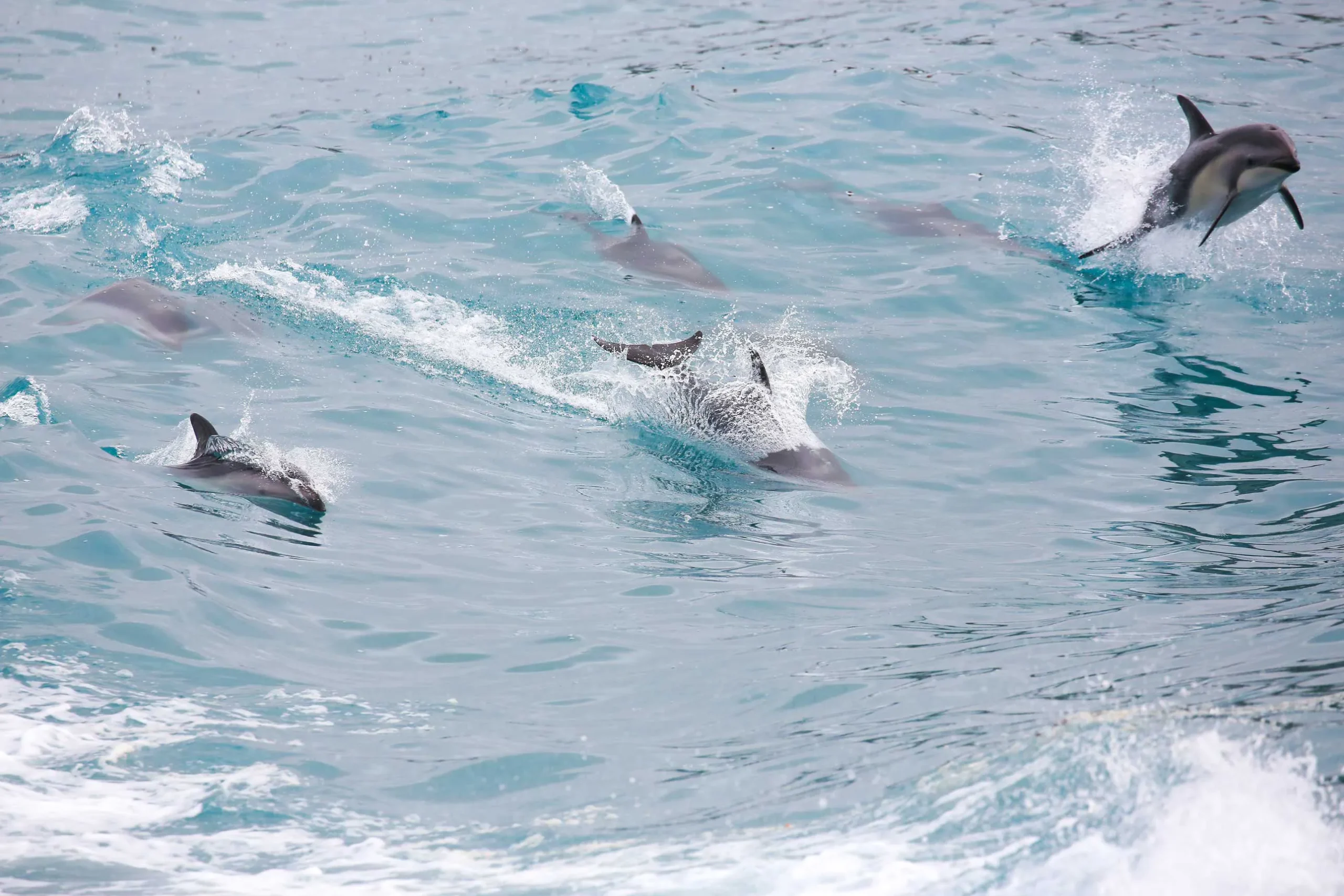 Dolfijnen inspirerend