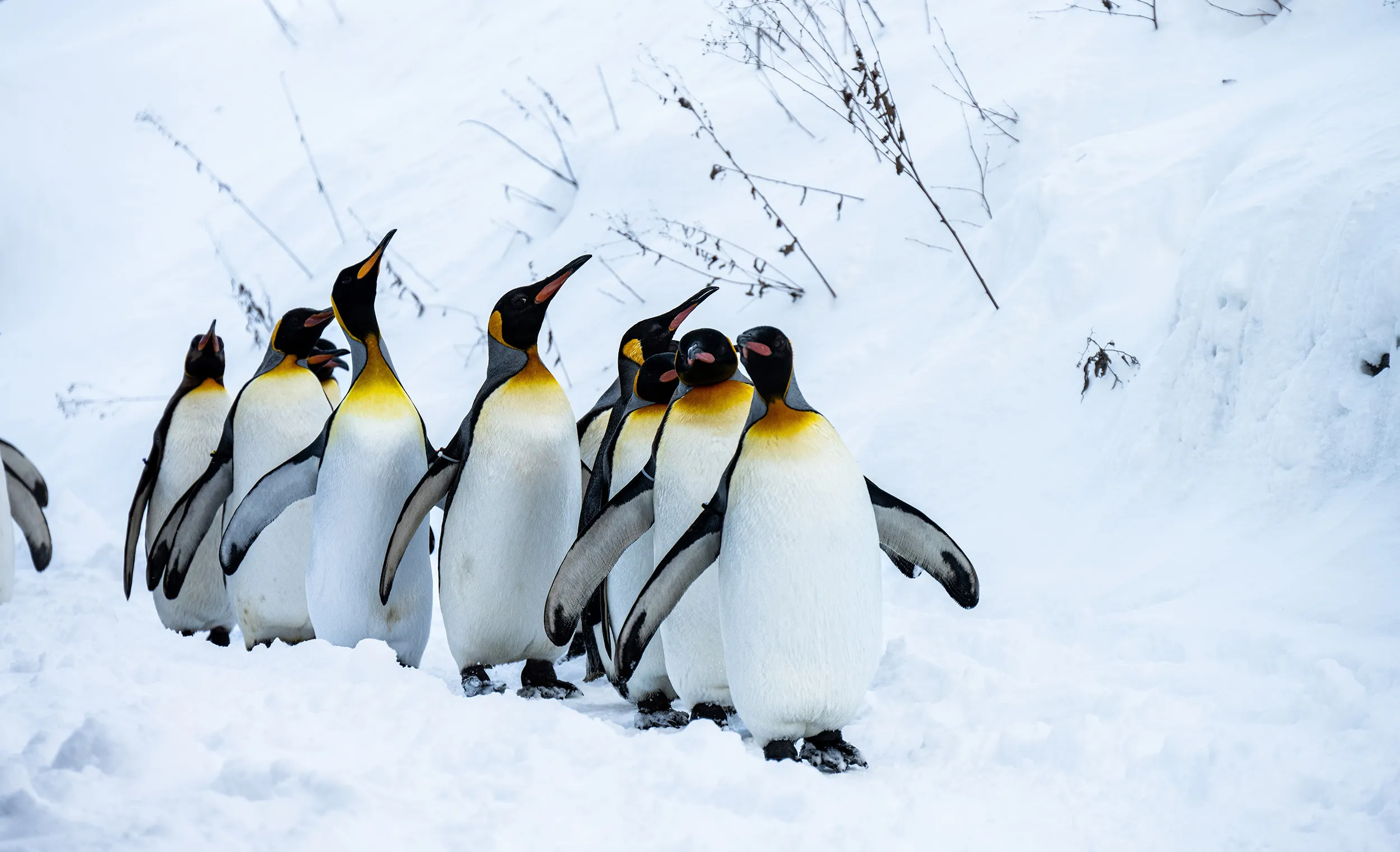 Pinguins veilig communiceren