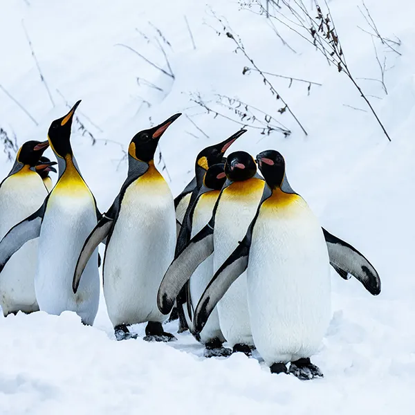 Pinguins veilig communiceren