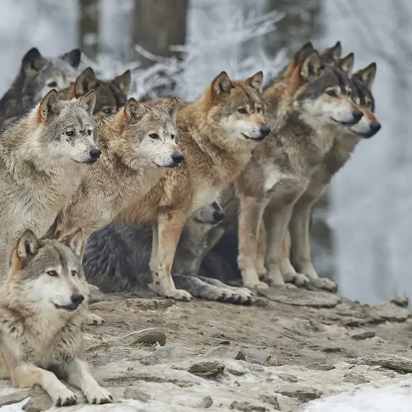 Wolfen Incompany